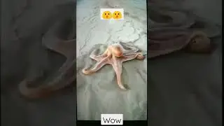 octopus 🐙 #shorts #tiktok