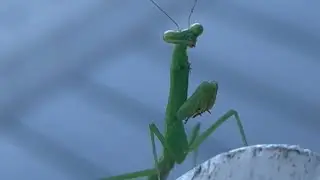 A Calm and Elegant Praying Mantis