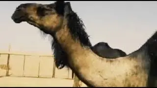 لغرض رؤية السفن في الصحراء।Saudi Arab desert| #msi_on_the_way|arabian road