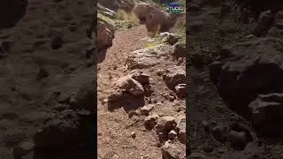 Epic Desert Hike: Canyon Descent to Hot Springs Adventure! #shorts