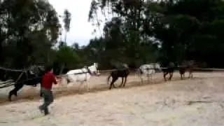 mulos a la larga rociana