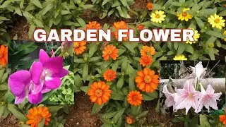 GARDEN FLOWER#BINA#GARDEN#FLOWER
