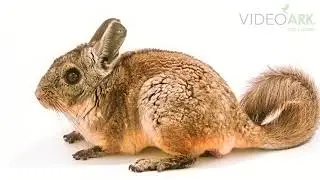 A northern viscacha (Lagidium peruanum) at Parque de Las Leyendas in Lima, Peru.