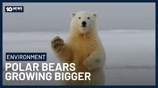 Polar Bears Growing Bigger & Healthier Despite Thinning Sea Ice | 10 News