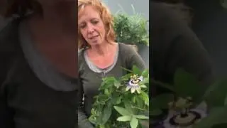 Marja explains the history of the Passion flower