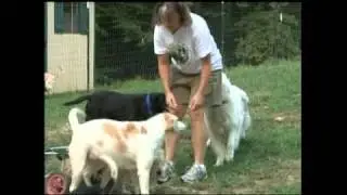Pets With Disabilities TBD