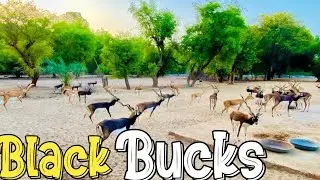 Pakistan Biggest Black Buck Deer Farm