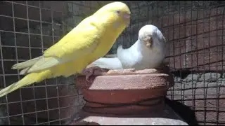 ALL BIRDS LOVER is live!