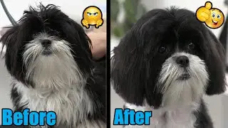 How To Groom Matted Ears & Face | Shih Tzu Puppy Pro Tips !