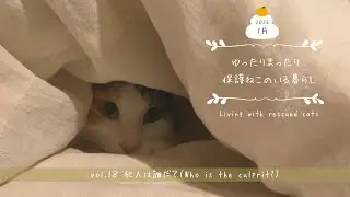 ゆったりまったり保護ねこと暮らすvol.18（I live a relaxed life with three rescued cats.）/今日のおやつ/ミレービスケット/ミレーちゃん