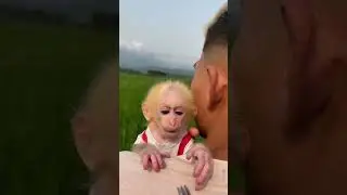 Asrm baby eat rice #monkey #monkeymonny #babymonkey #babymonky #cute