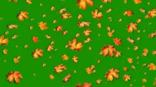 Falling Leaves Green Screen [ Free to USE]
