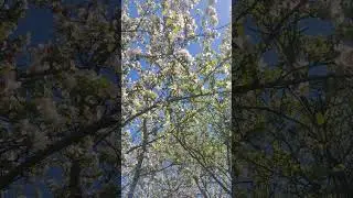 Майский взяток,аж гул стоит.
