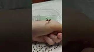 богомол