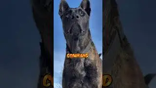 Топ-3 быстро думающих и реагирующих собак #dog #babifreitas