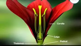 Angiospermic fertilised flower