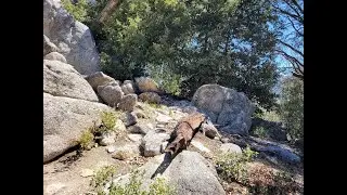 The Hub Trails, Idyllwild, CA