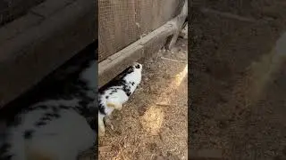New rabbit cage