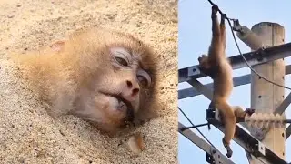 Monkey climbs on high voltage line and gets electrocuted, human has to save it