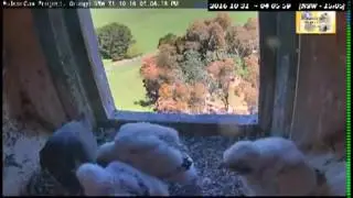Xavier visits just before Diamond's 1506hr prey delivery - Peregrine Falcon,  CSU, NSW