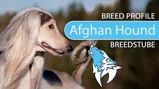 ► Afghan Hound Breed [2020], Temperament & Personality