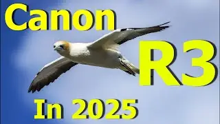 Canon R3 vs Canon 1DX in the Wild | Real-World Wildlife & Action Photography Test