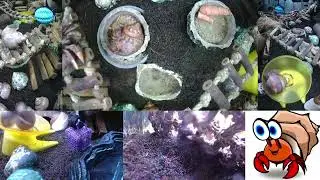 ⏩ Time Lapse of 24x7 Hermit Crab Live Stream January 29th - January 30th 2026 (30x)