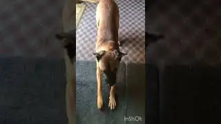BIG paws 😍