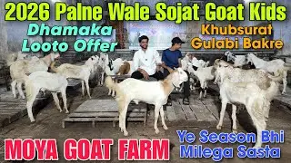 2026 Palne Wale Sojat Goat Kids At MOYA GOAT FARM | Dhamaka Looto Offer Gulabi Bakre In Bhiwandi