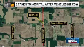 3 injured after multiple vehicles hit cow in Elkhart County