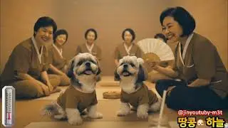 ♨️찜질방에서 춤추는 시츄 땅콩이🐶 보면 웃음 나오는 힐링 영상🐾 #시츄 #반려견#찜질방 #힐링영상 #dogvideo #cutedog #funnydog#koreandog 