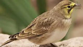Interesting facts about horned lark by weird square