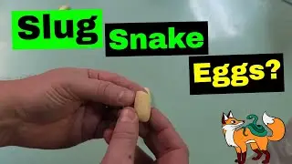 Characteristics of Infertile or Slug Snake Eggs