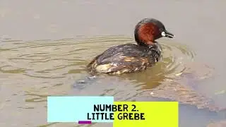 Your 10 beautiful calling and singing birds  Part 2- Birdwatching in Kenya