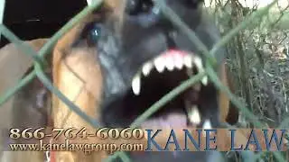 Dog Bite Lawyer (Top Settlement Amounts)