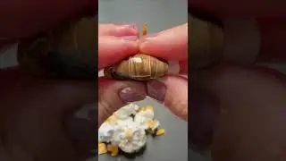ASMR Clay Cracking (Brown Ball) 🟤 #asmr #clay #cracking #brown #ball