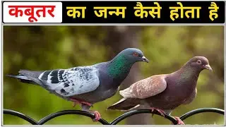 कबूतर का जीवन चक्र | pigeon life cycle video | kabooter ka janm | Ankit Yadav