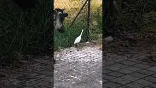 Cow is following a bird...🌳🦆👣🐄🌳