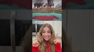 insane animal footage caught on hidden camera!
