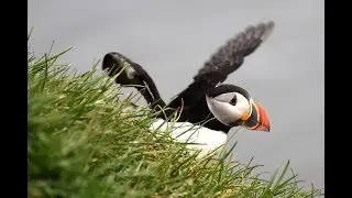 Iceland's  most beautiful seabirds - puffins, seagulls and eider ducks