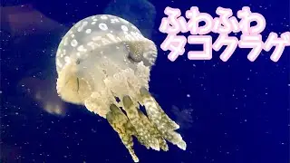 タコクラゲ　ふわふわと漂っています【鳥羽水族館】Spotted jelly Toba Aquarium