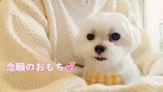 地味で平凡だけど一緒に大根餅を食べて和やかに過ごす年明け🎍保護犬と暮らす50代主婦｜手作りおやつ