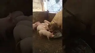 mama pig eating and her 16 days old piglets#pigs#shorts