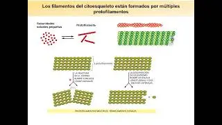 TP12.1 “Citoesqueleto“