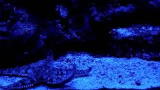 Soaring Starfish (HD)