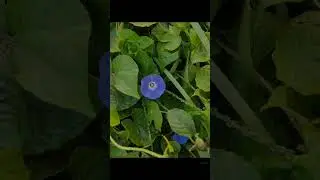 Flower means Beautiful