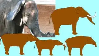 FOSSIL ELEPHANTS: INTRODUCTION