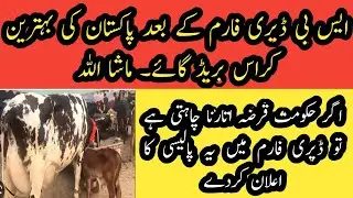 Best dairy farm and best crossbred cows and milk price II How to be successful in dairy farming