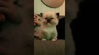 cute kitten #ytshorts #kitten #shortvideo