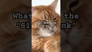 What Does the &lsquo;Slow Blink&rsquo; Mean? | Cat Communication